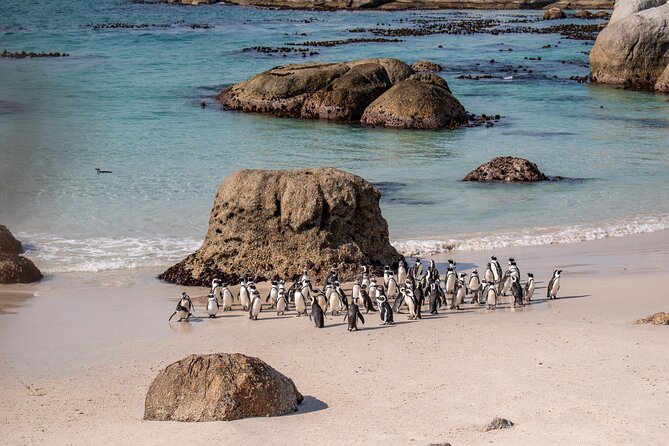 African penguins gathered beside rocks on a coastal beach